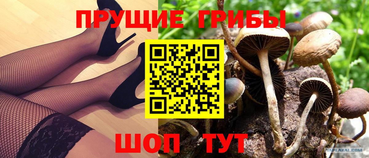 Псилоцибиновые грибы GOLDEN TEACHER  Вход с VPN  Дятьково  Галлюциногенные грибы Psilocybine cubensis 